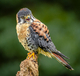 American Kestrel