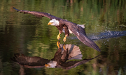 Bald Eagle Landing