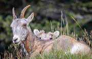 Big Horn Sheep   Shy One