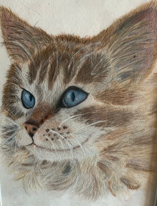 cat, coloured pencil