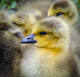 Goslings