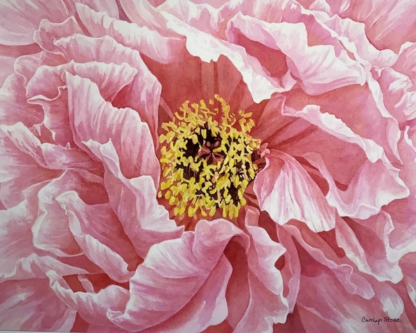 Peony1